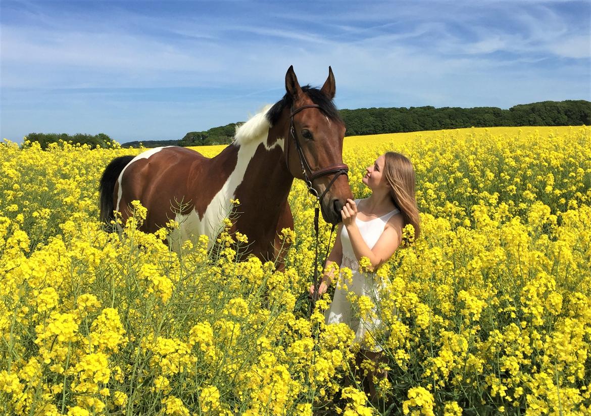 Pinto Højvang's Ikaros - 26-05-2017 billede 13