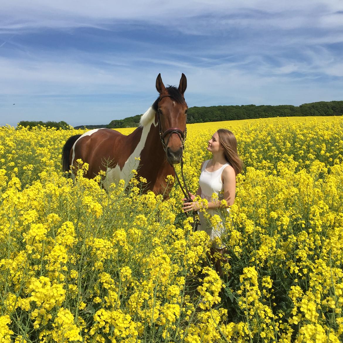 Pinto Højvang's Ikaros - 26-05-2017 billede 14