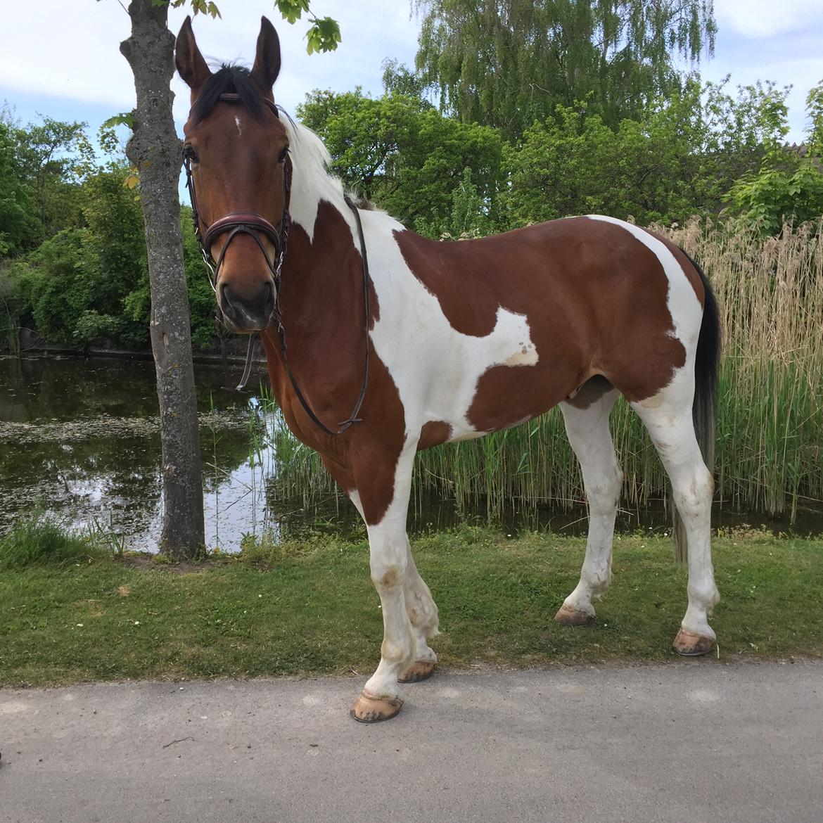 Pinto Højvang's Ikaros - 26-05-2017 billede 15