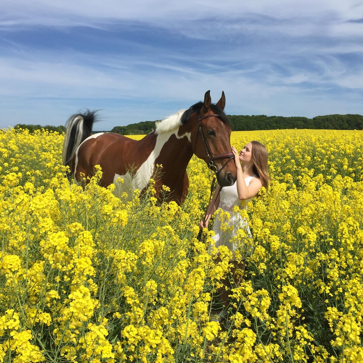 Pinto Højvang's Ikaros - 26-05-2017 billede 12