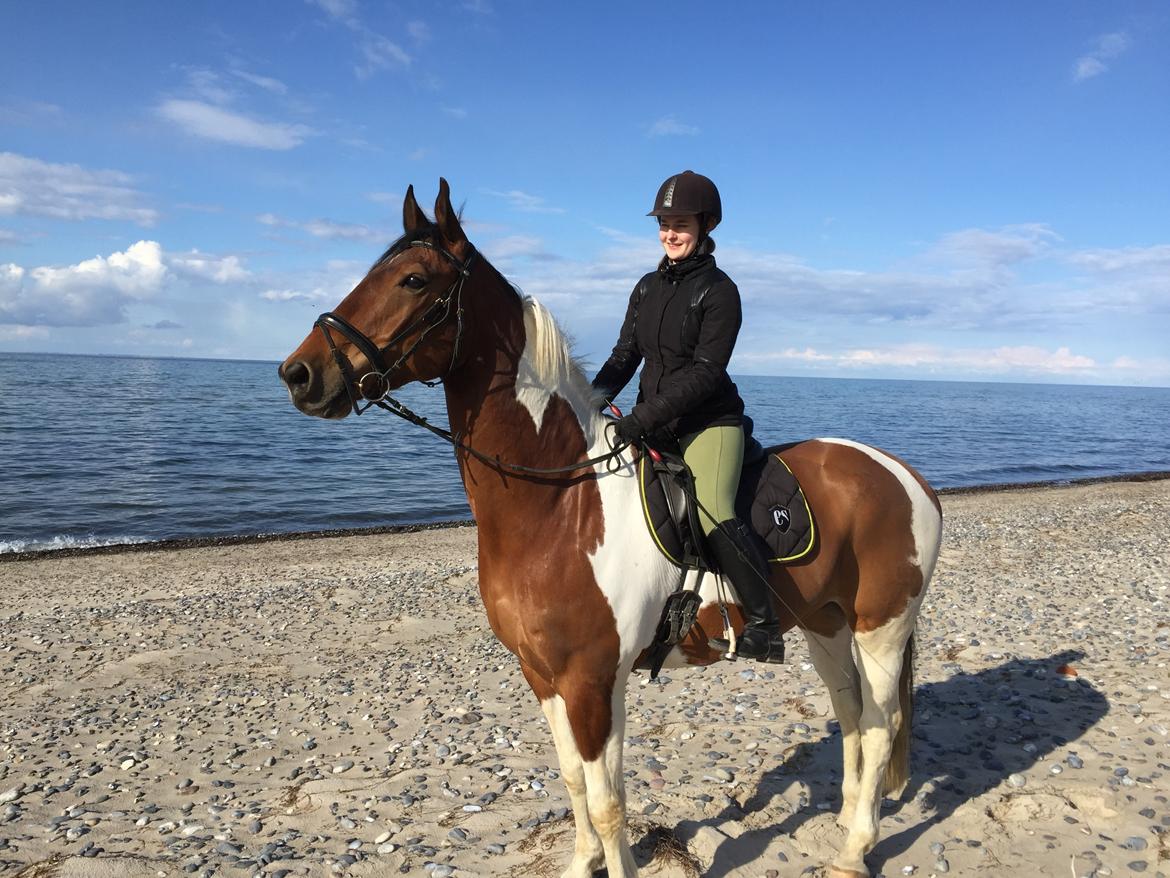 Pinto Højvang's Ikaros - 26-04-2017 billede 5