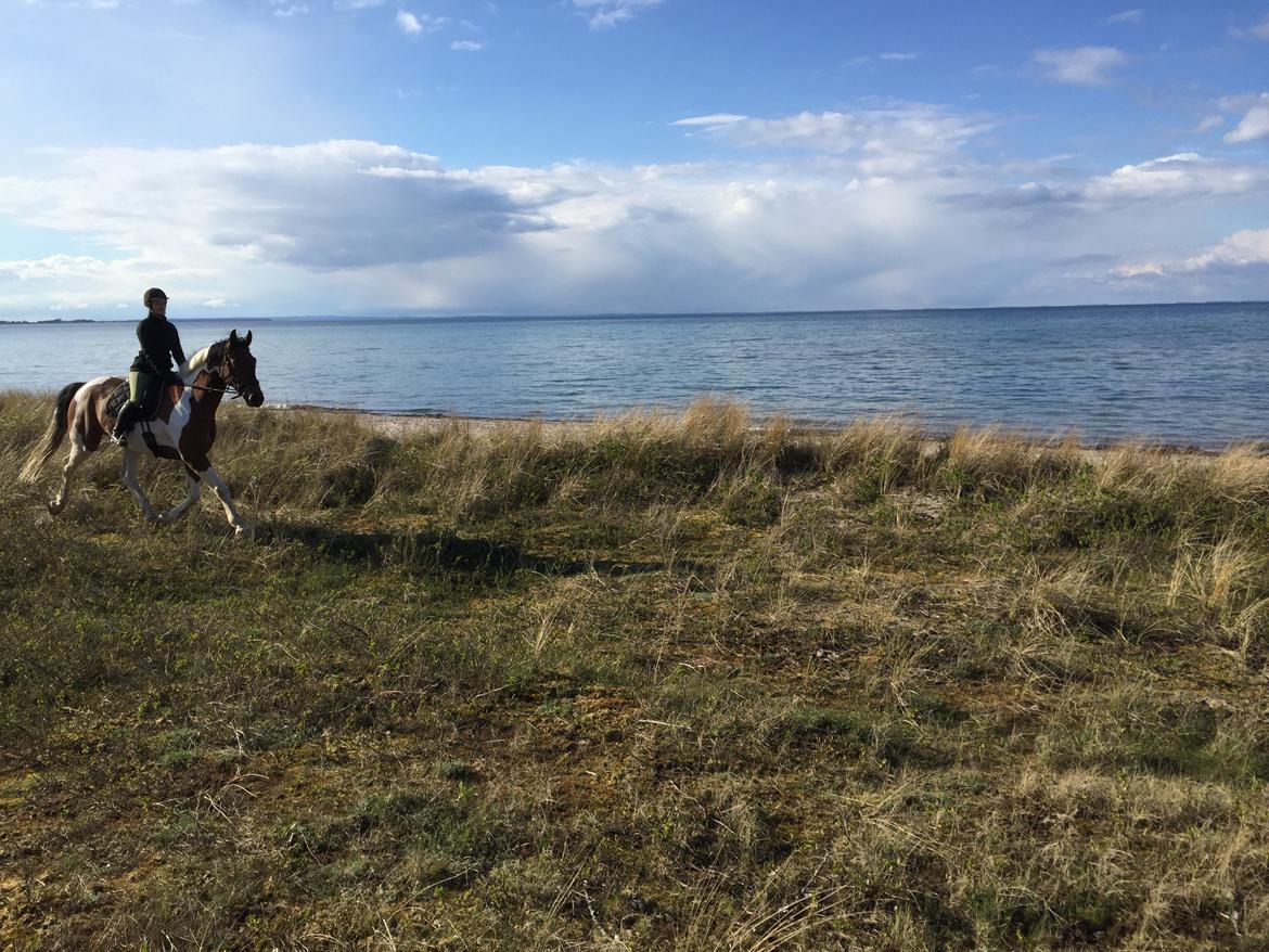 Pinto Højvang's Ikaros - 26-04-2017 billede 7