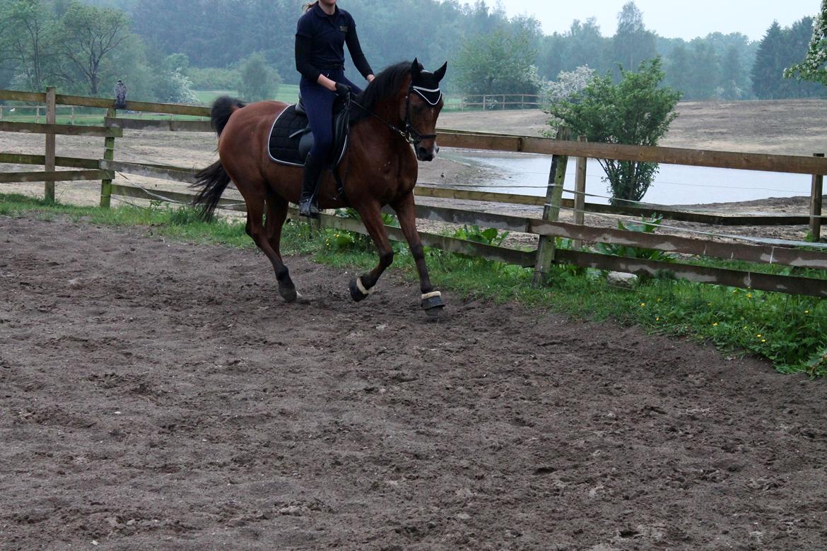 Arabisk fuldblod (OX) Nassim OX billede 19