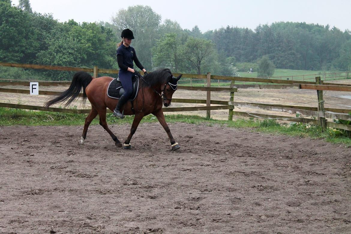 Arabisk fuldblod (OX) Nassim OX billede 5