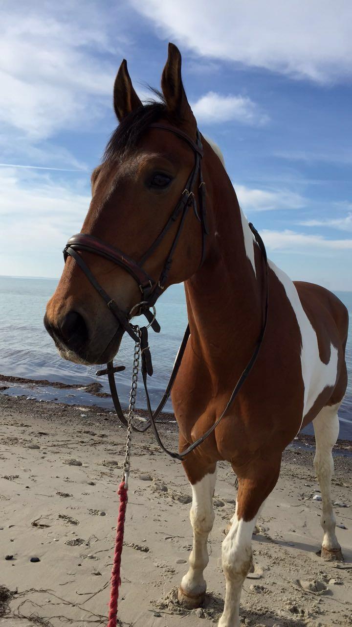 Pinto Højvang's Ikaros - 12-05-2017 billede 10