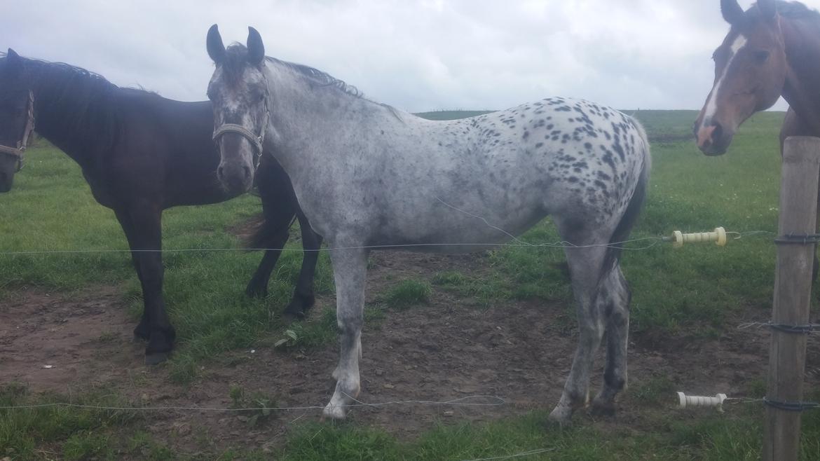 Anden særlig race Beuty billede 23