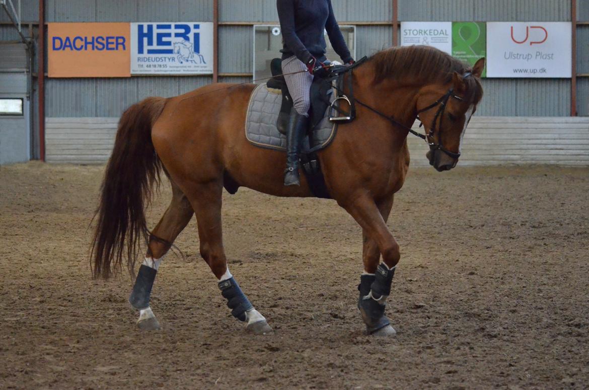 Tysk Oldenburger Lifestyle billede 10