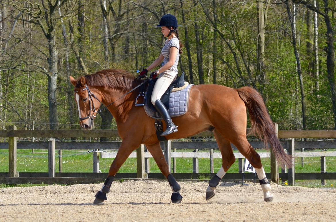 Tysk Oldenburger Lifestyle billede 6