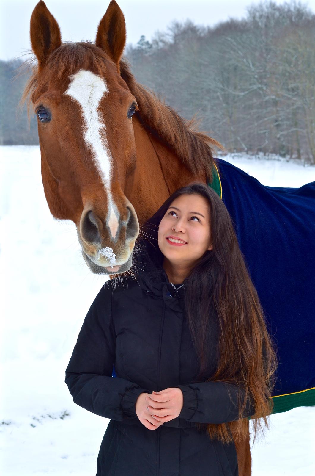 Tysk Oldenburger Lifestyle billede 9