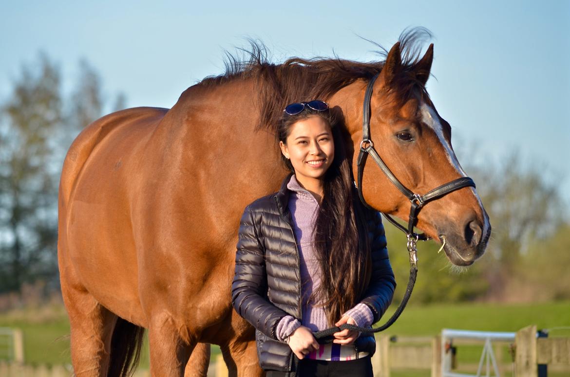 Tysk Oldenburger Lifestyle billede 14