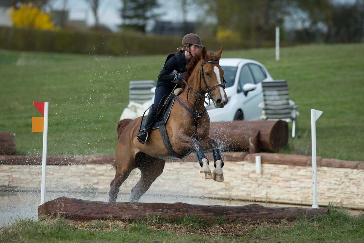Anden særlig race Flike - Stævne i Kalundborg, april 2017 billede 17