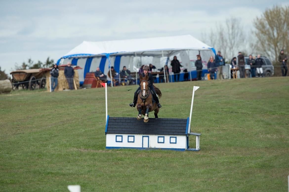 Anden særlig race Flike - Stævne i Kalundborg, april 2017 billede 15
