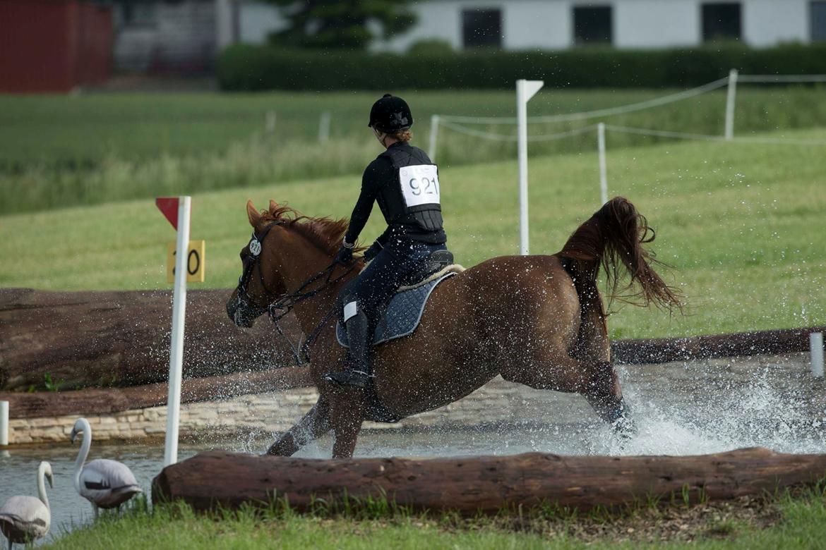Anden særlig race Flike - Stævne i Kalundborg, juni 2017 billede 19