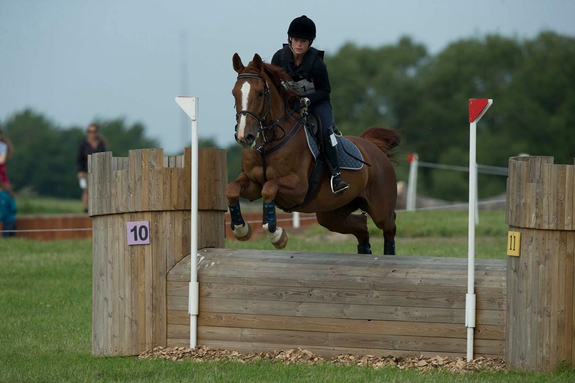 Anden særlig race Flike - Stævne i Kalundborg, juni 2017 billede 18