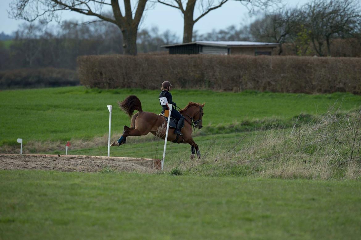 Anden særlig race Flike - Stævne i Kalundborg, april 2017 billede 16