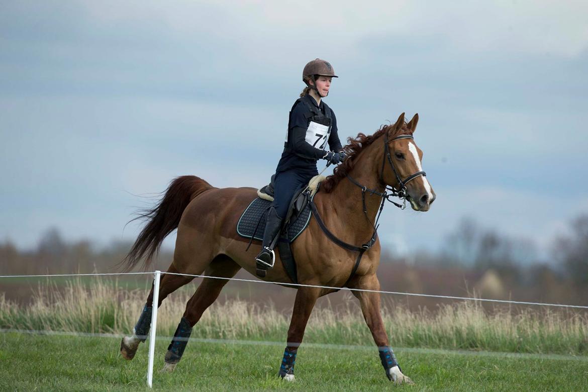 Anden særlig race Flike - Stævne i Kalundborg, april 2017 billede 14