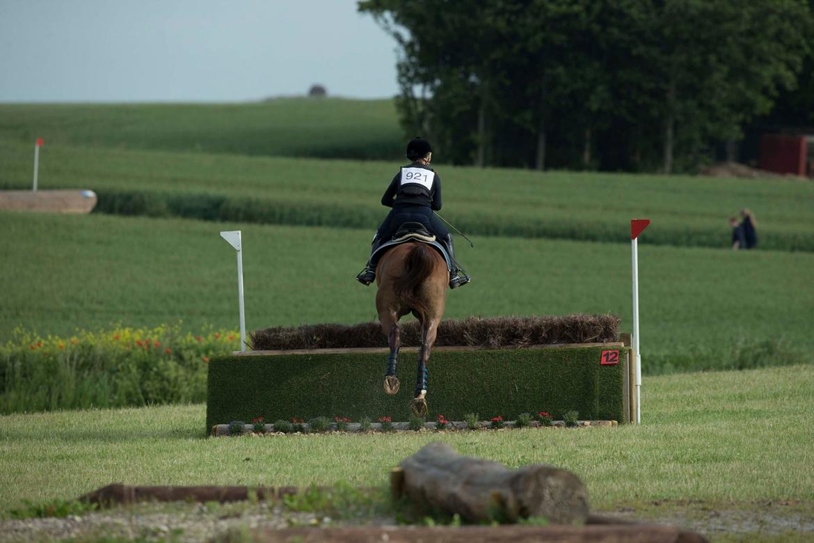 Anden særlig race Flike - Stævne i Kalundborg, juni 2017 billede 20