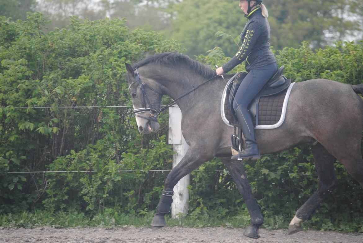 Dansk Varmblod Nørgårds Ludwig billede 2