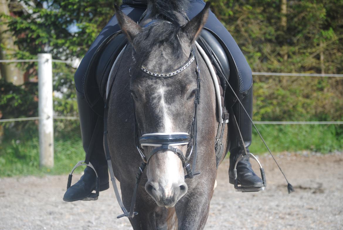 Dansk Varmblod Nørgårds Ludwig billede 3