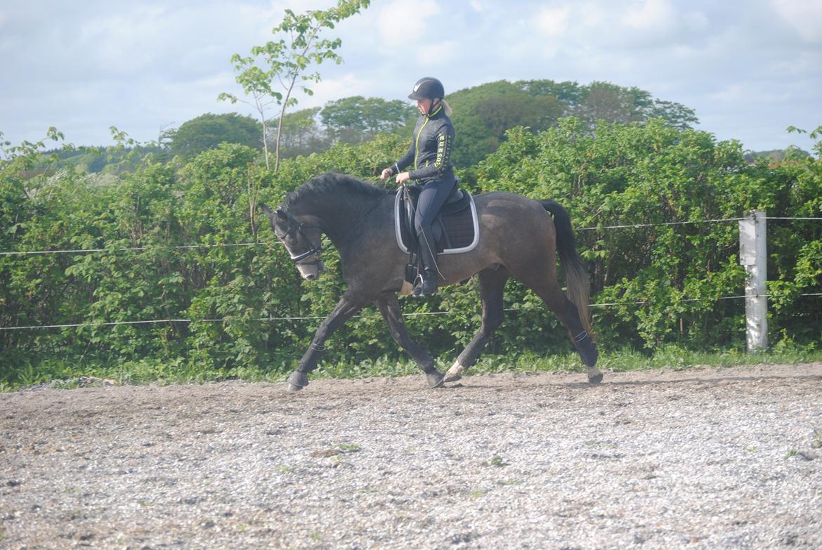 Dansk Varmblod Nørgårds Ludwig billede 4
