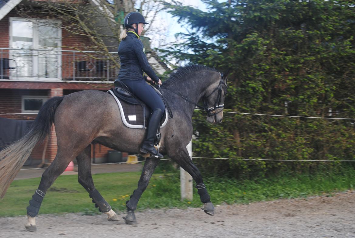 Dansk Varmblod Nørgårds Ludwig billede 5