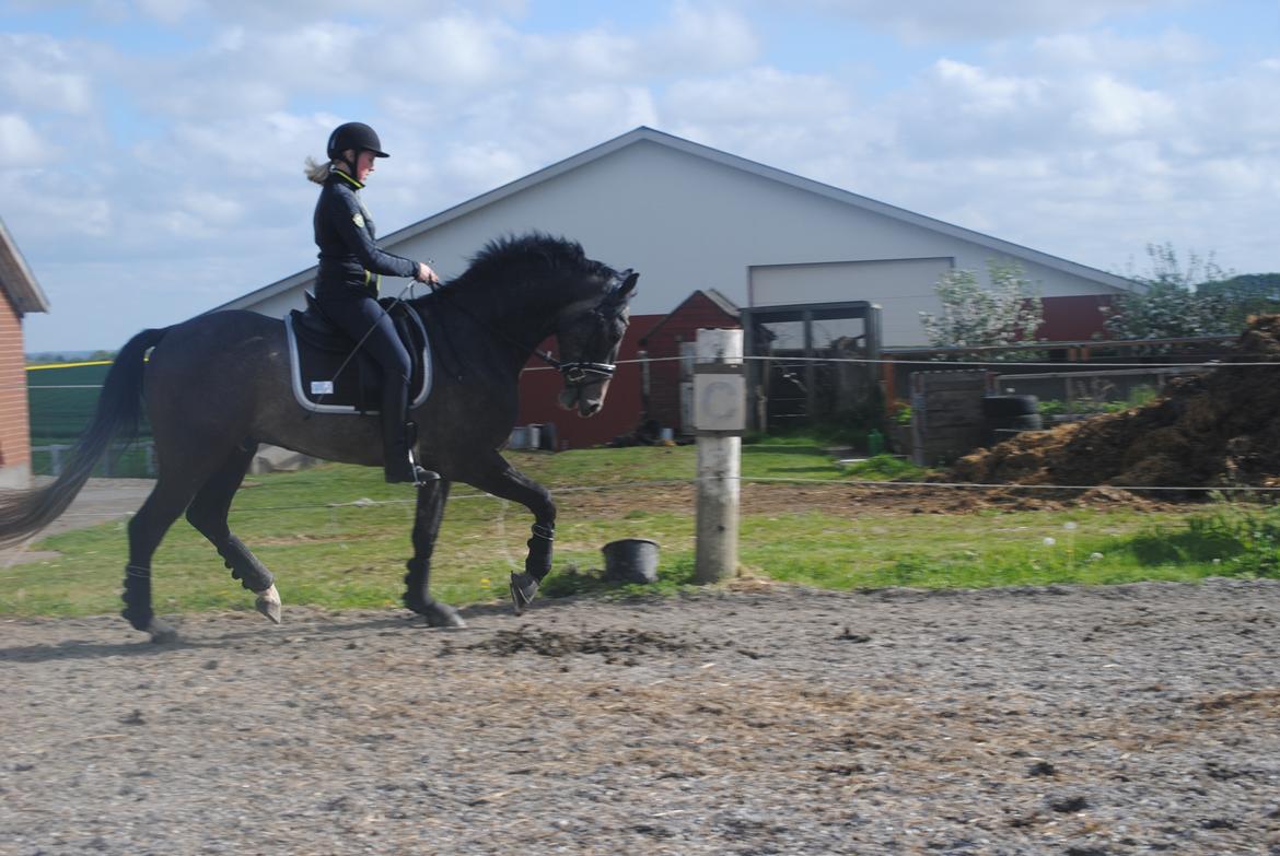 Dansk Varmblod Nørgårds Ludwig billede 6