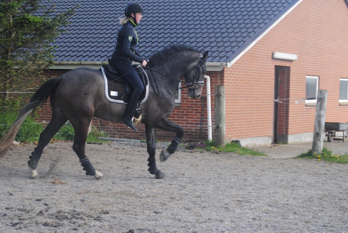 Dansk Varmblod Nørgårds Ludwig billede 7