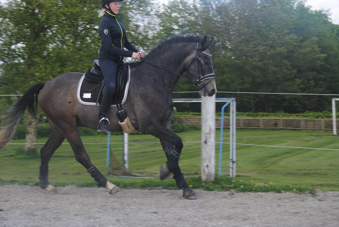 Dansk Varmblod Nørgårds Ludwig billede 9