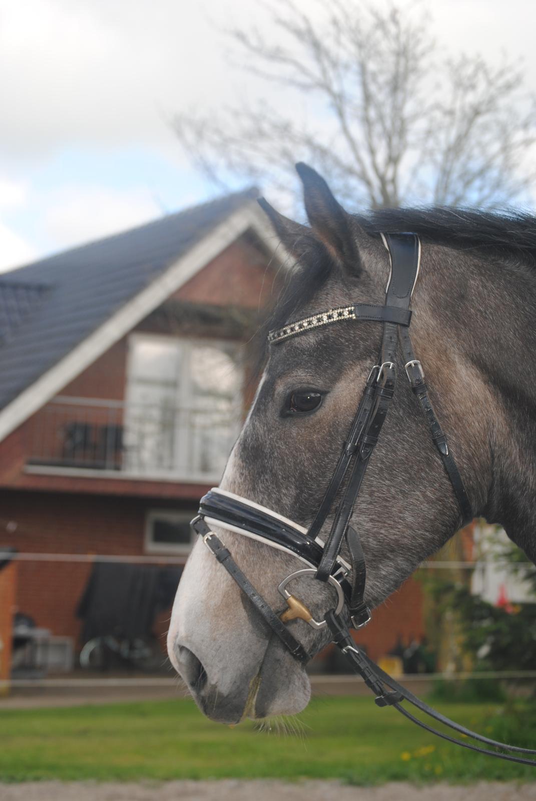 Dansk Varmblod Nørgårds Ludwig billede 10