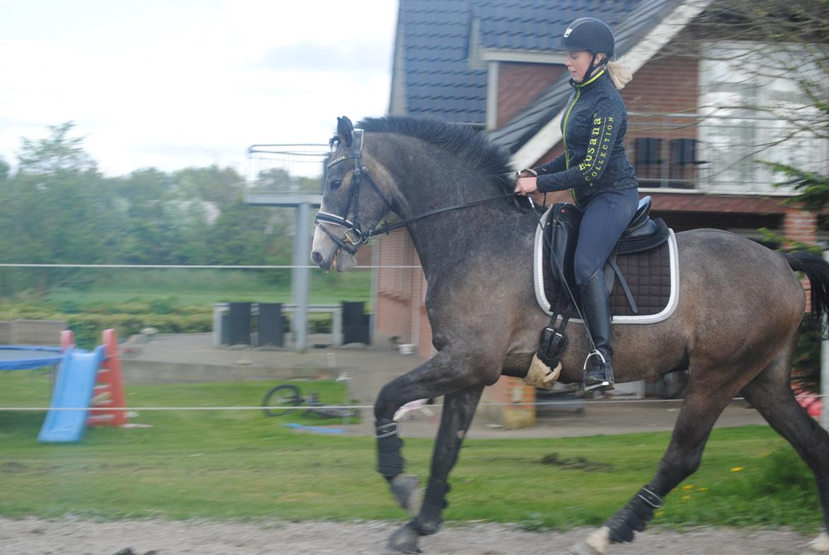 Dansk Varmblod Nørgårds Ludwig billede 11