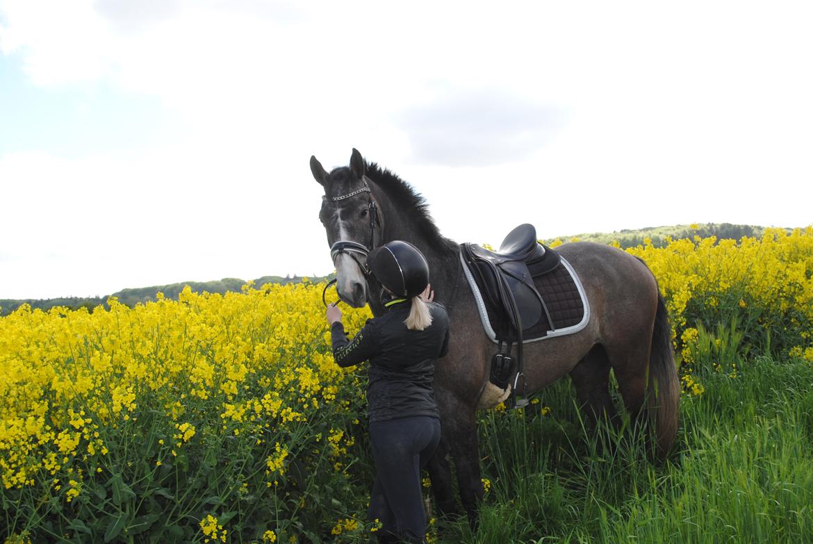 Dansk Varmblod Nørgårds Ludwig billede 1