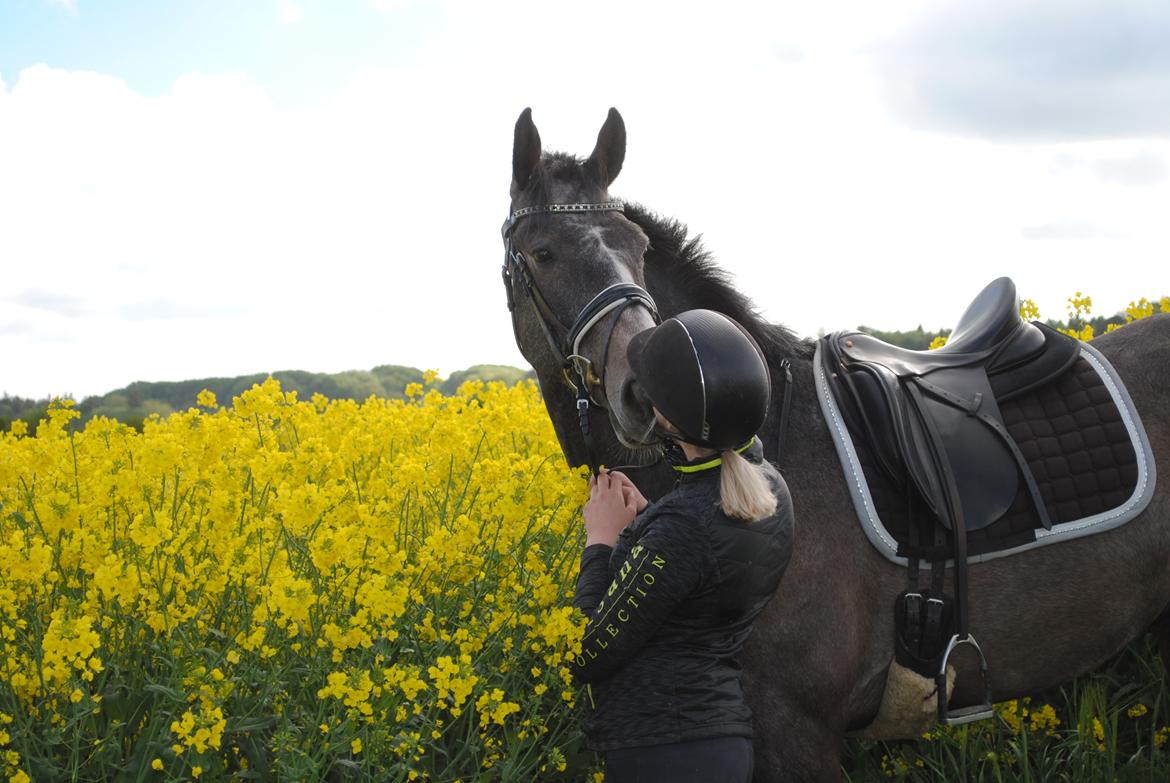 Dansk Varmblod Nørgårds Ludwig billede 8