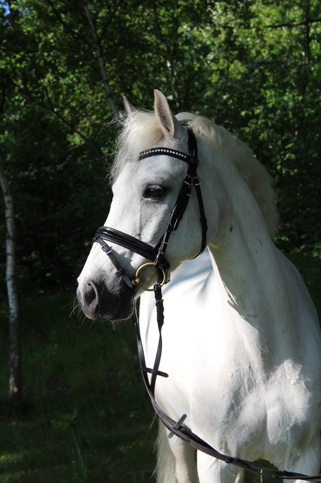 Connemara Solvangs Bastian billede 5