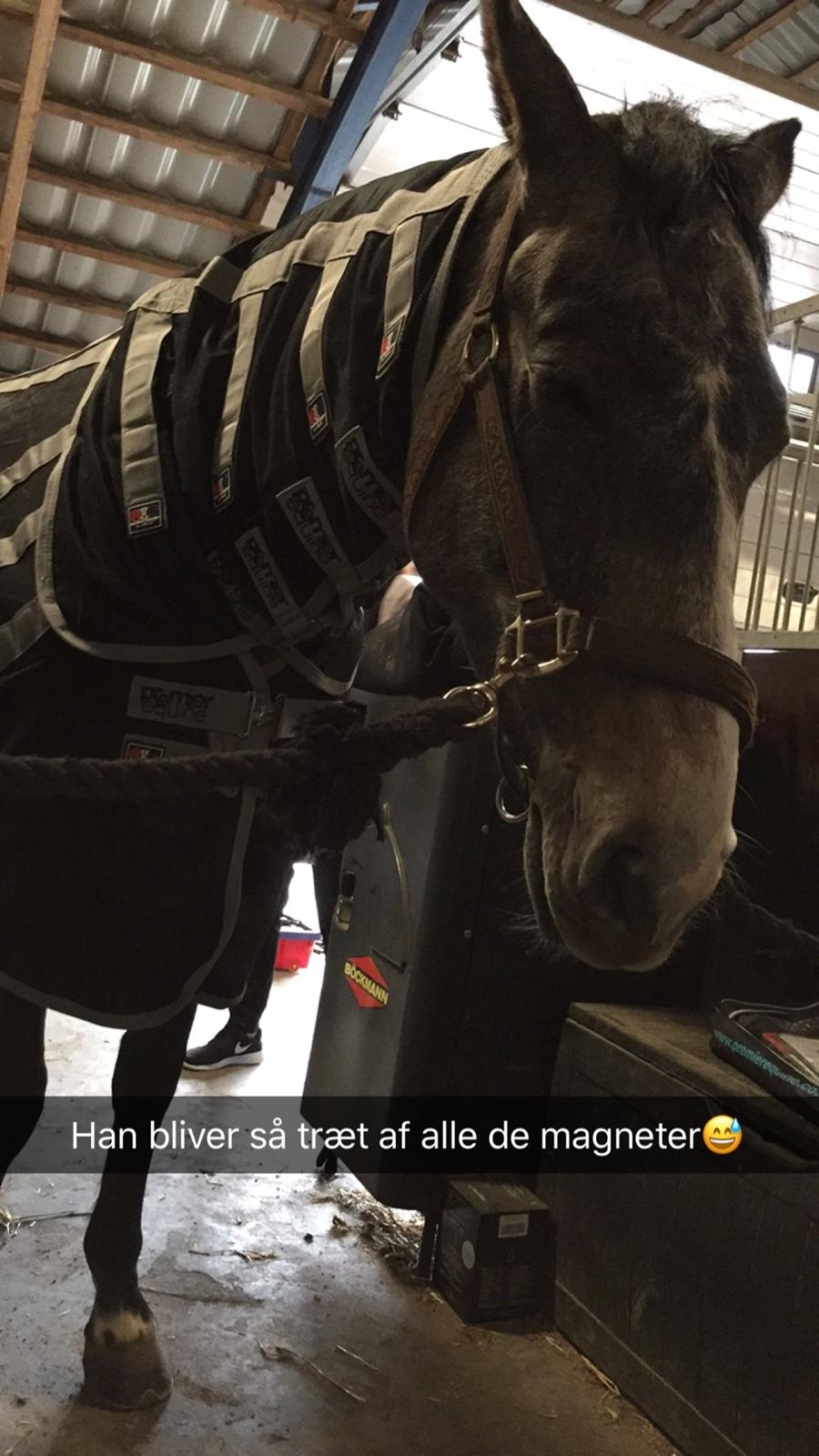 Dansk Varmblod Nørgårds Ludwig billede 12