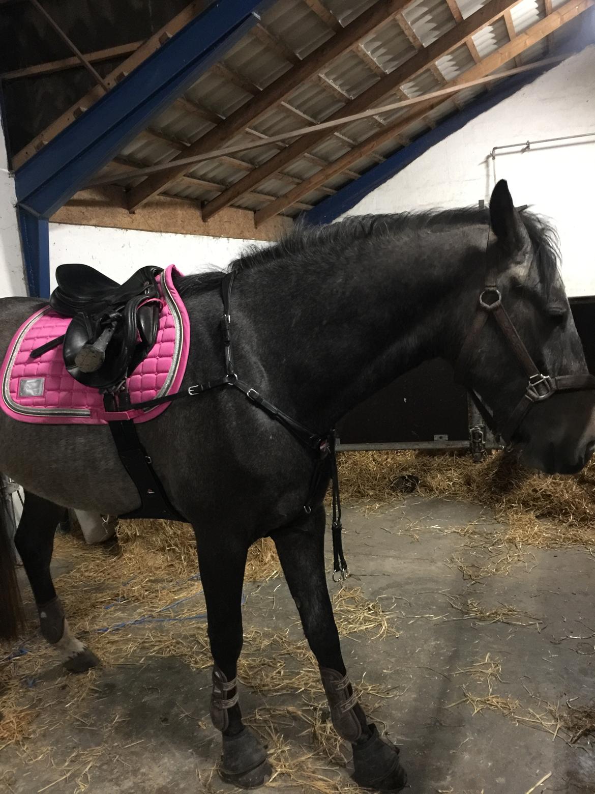 Dansk Varmblod Nørgårds Ludwig billede 13