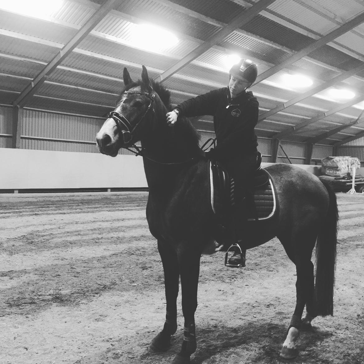 Dansk Varmblod Nørgårds Ludwig billede 14