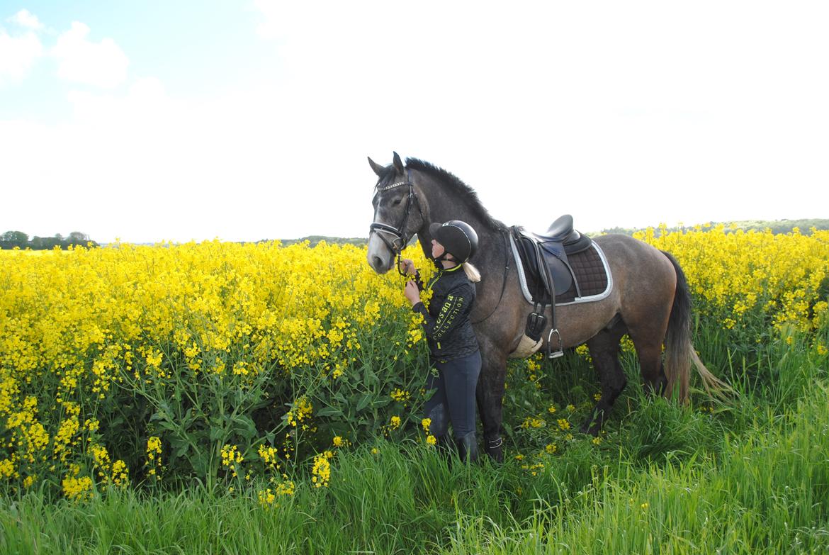 Dansk Varmblod Nørgårds Ludwig billede 15