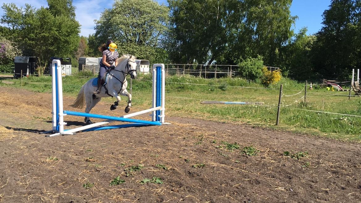 Connemara Solvangs Bastian billede 17