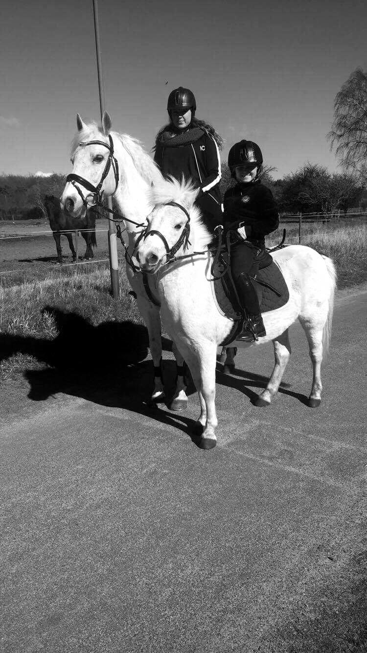 Connemara Solvangs Bastian billede 12