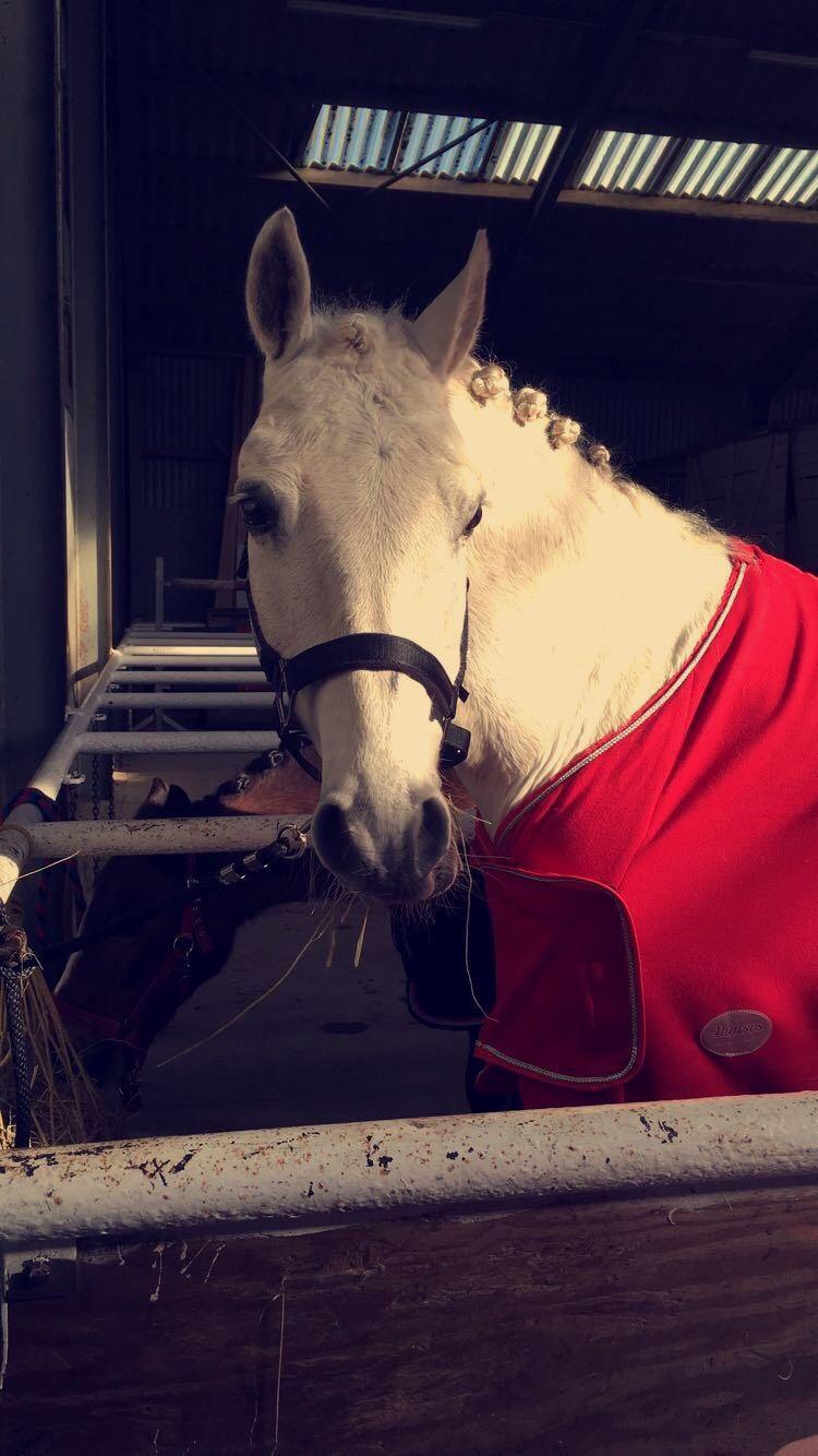 Connemara Solvangs Bastian billede 15