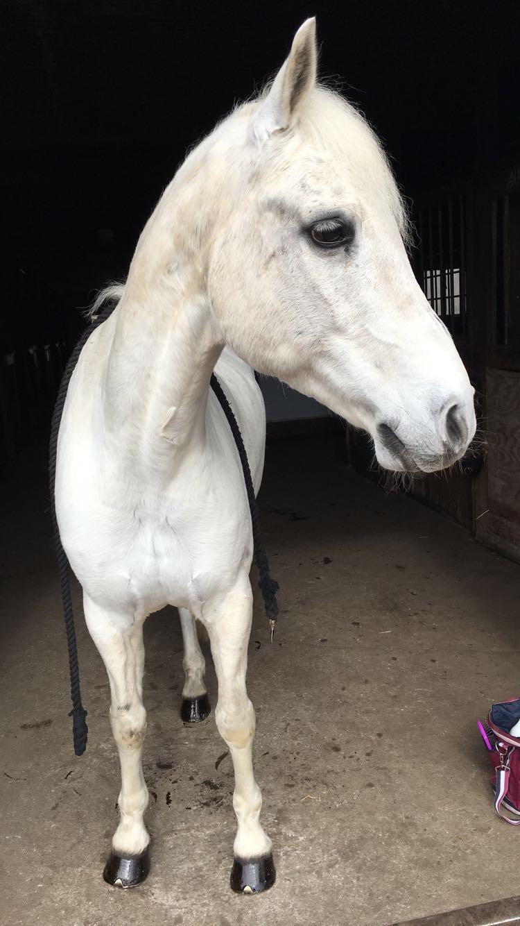 Connemara Solvangs Bastian billede 2