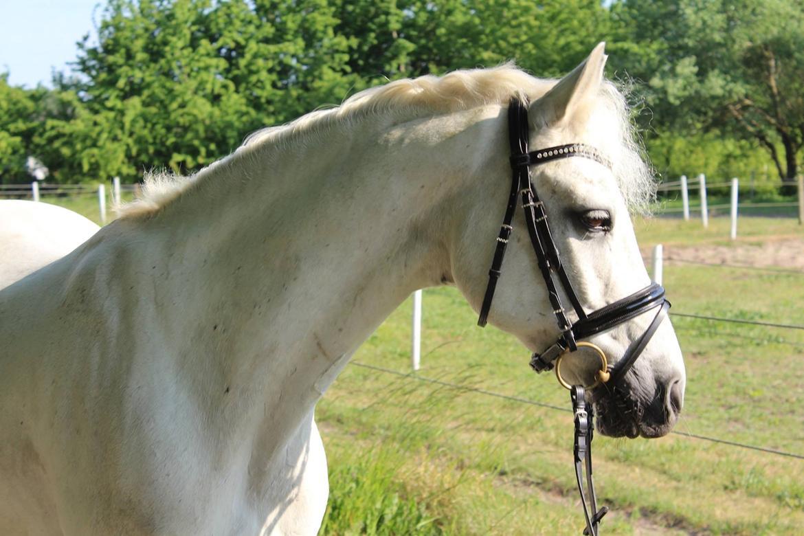 Connemara Solvangs Bastian billede 11