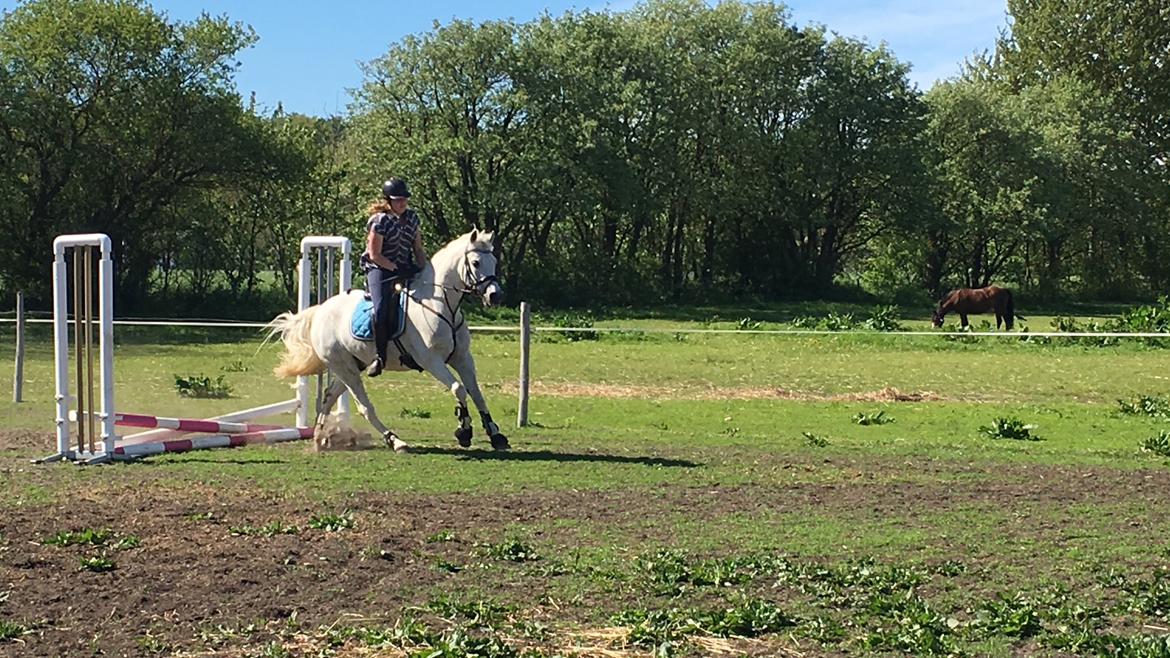 Connemara Solvangs Bastian billede 20