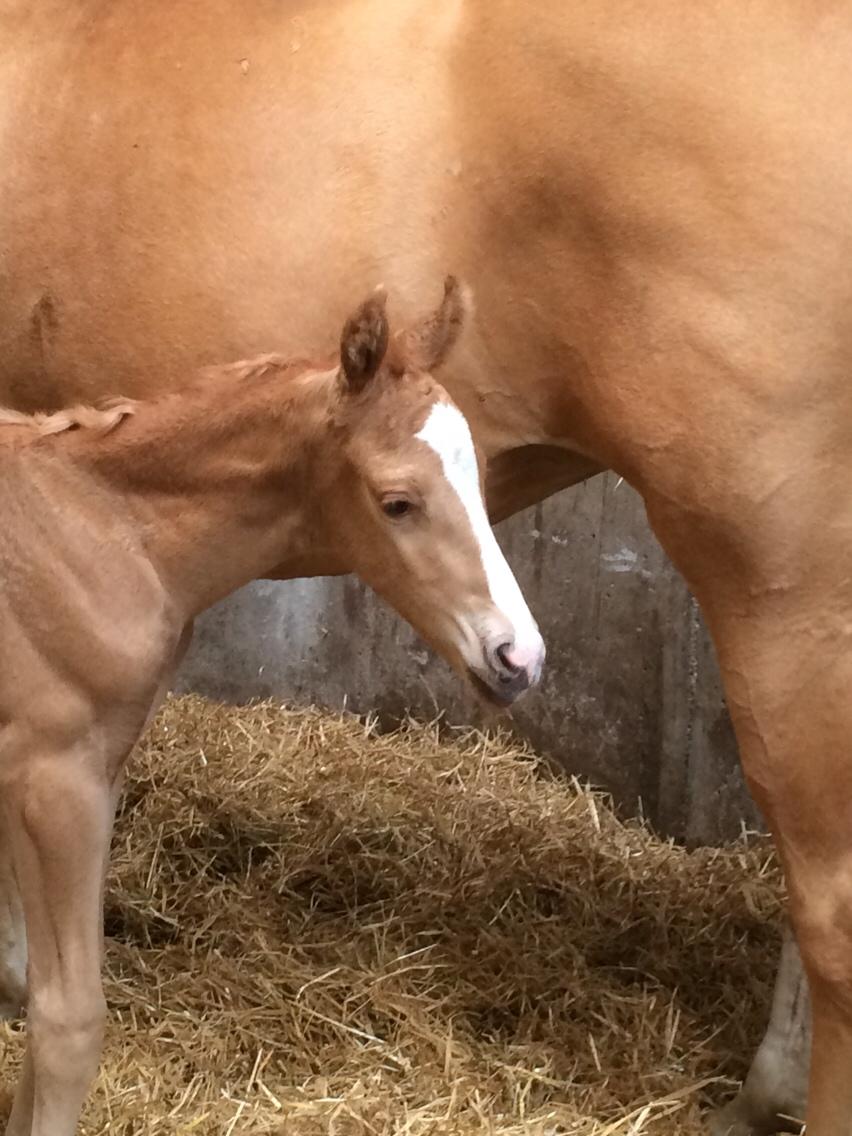 Palomino Silverline Dublét billede 2