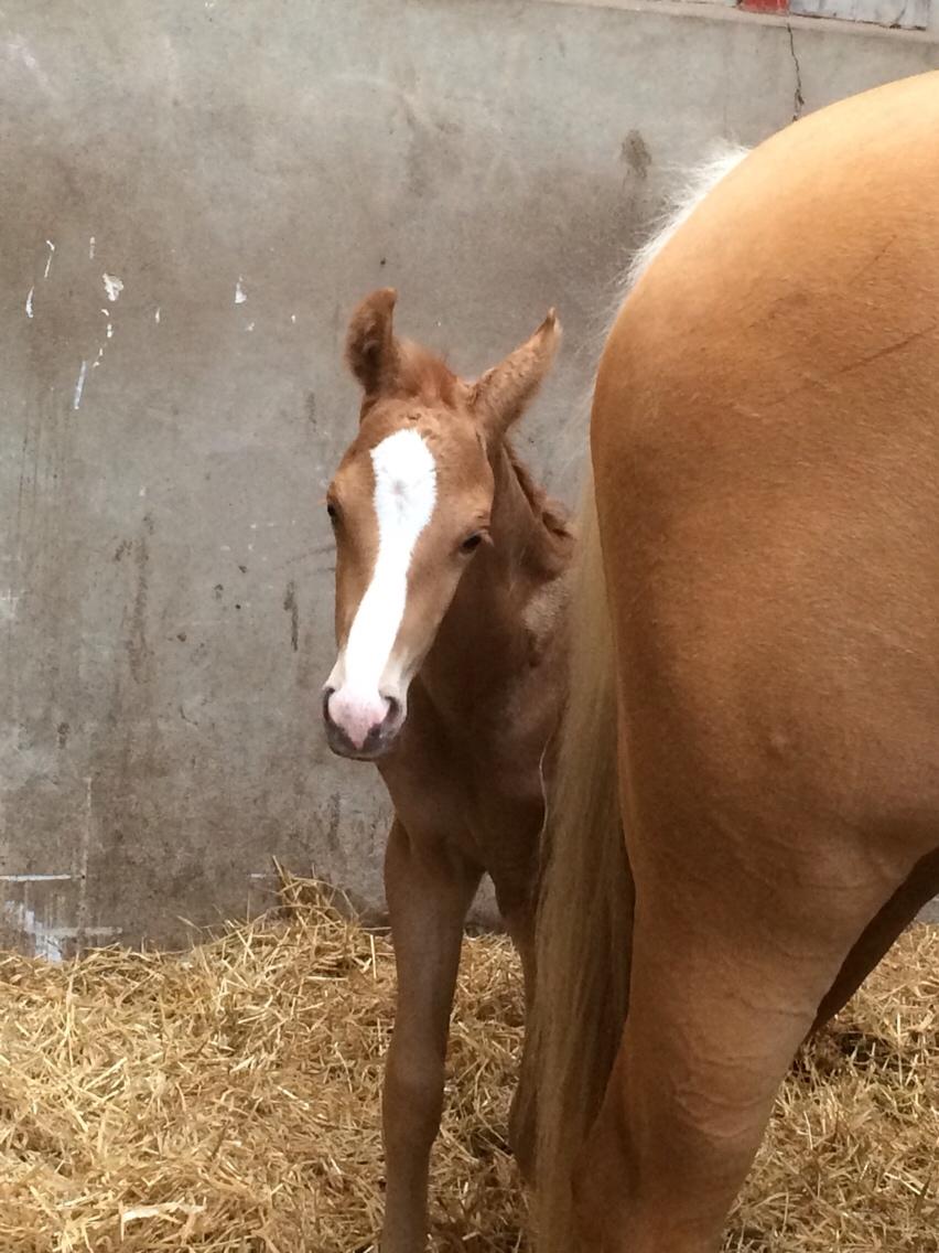 Palomino Silverline Dublét billede 3