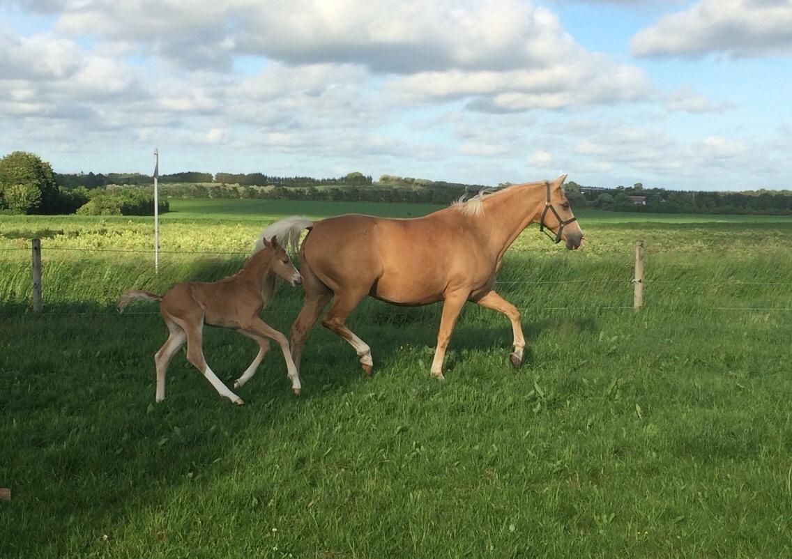 Palomino Silverline Dublét billede 4