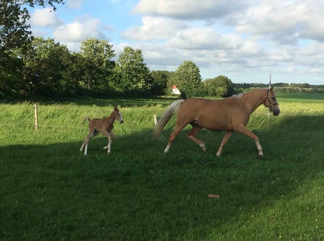 Palomino Silverline Dublét billede 5