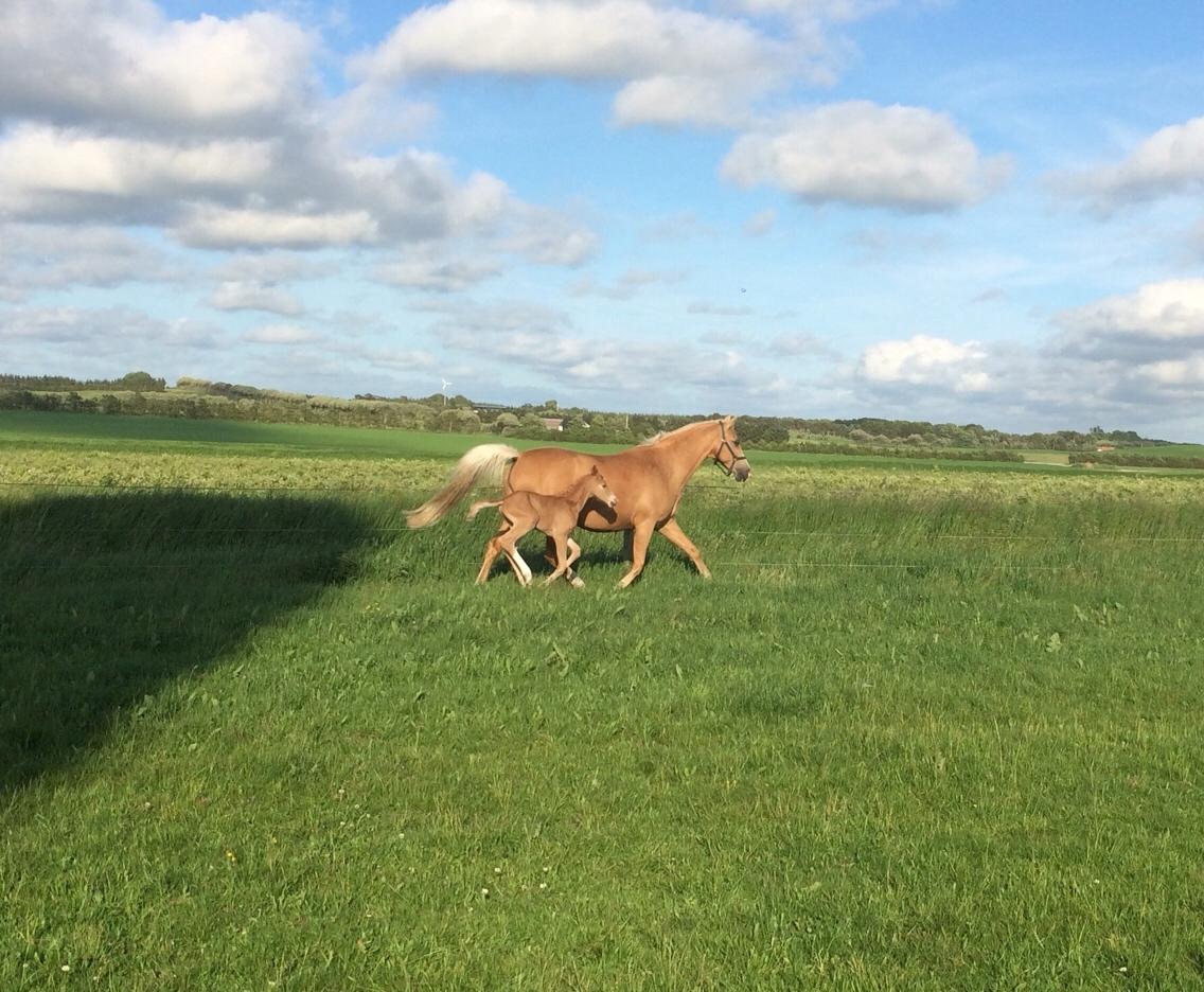 Palomino Silverline Dublét billede 6