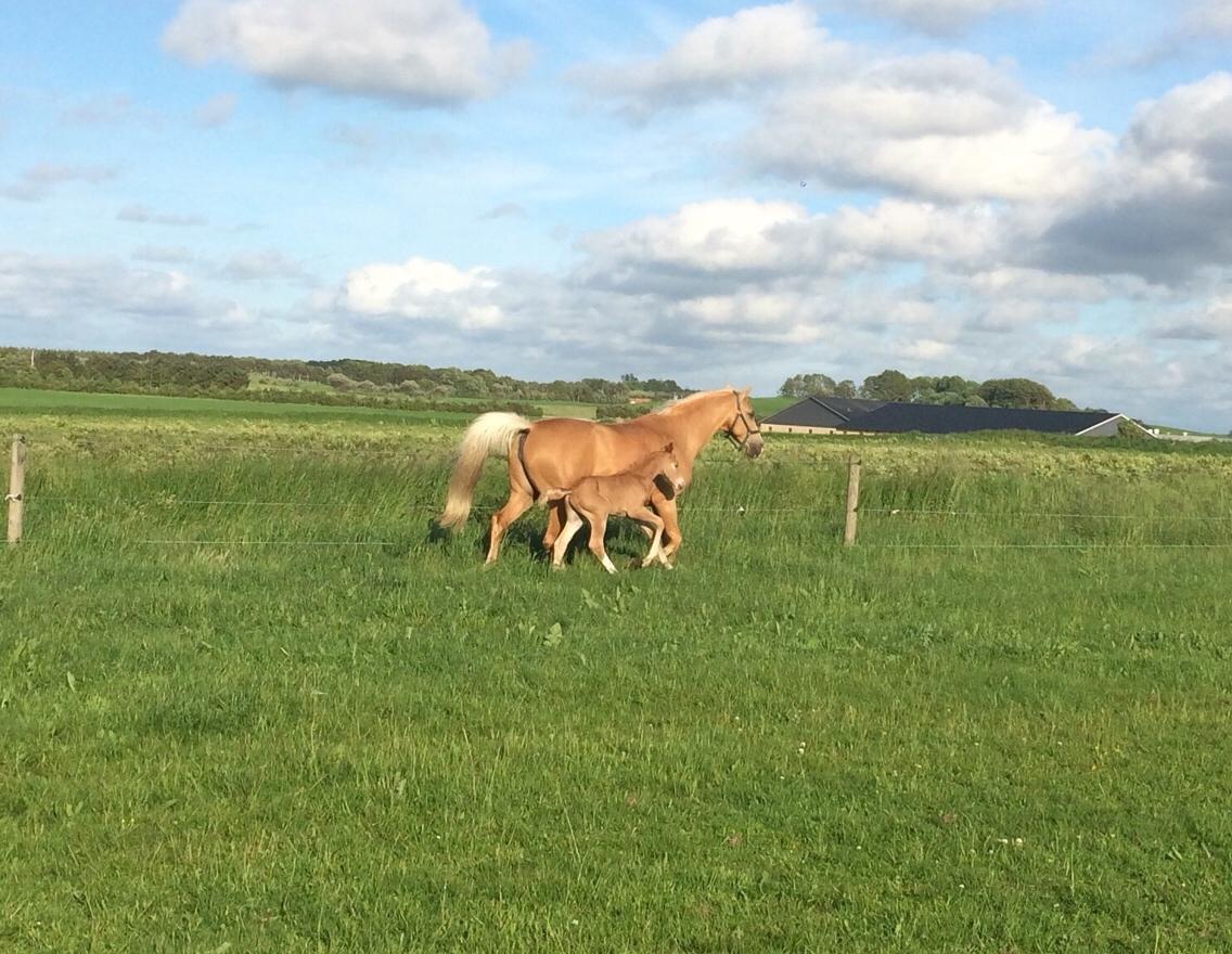 Palomino Silverline Dublét billede 7