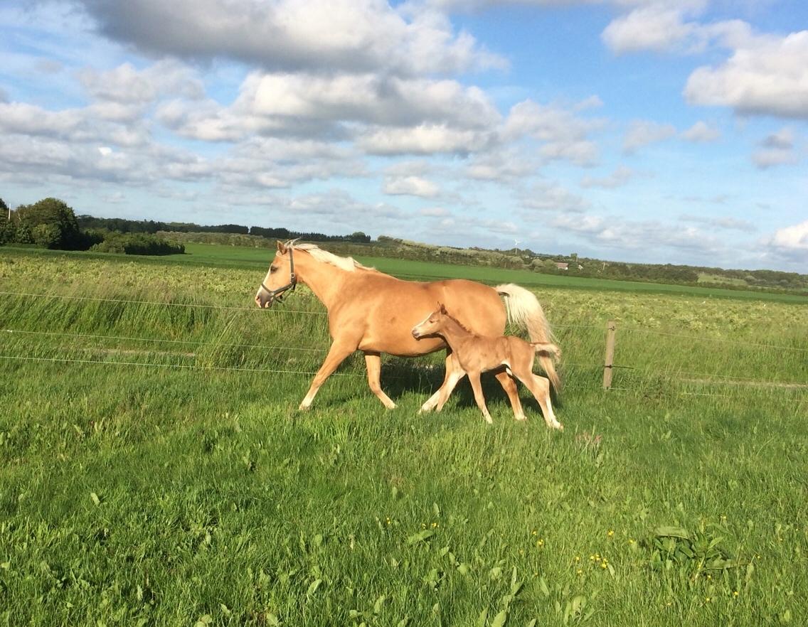 Palomino Silverline Dublét billede 8